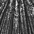 Reaching Pines