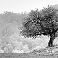 Tree On Marilla Hill