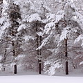 Backyard Trees