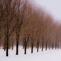 Connolly Trees