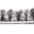 Winter Treeline